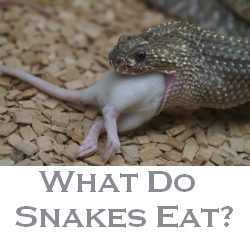 what do snakes eat?