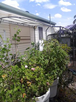 container gardening under the pagoda