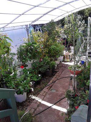 bucket and big bin gardening