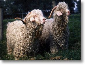 angora goats