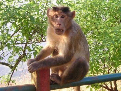 monkey type monkey type