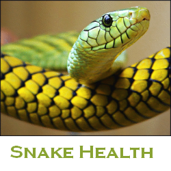 snake healt