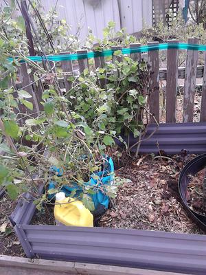 Secret Garden, getting bags and buckets to put in the 'raised beds'of community garden.