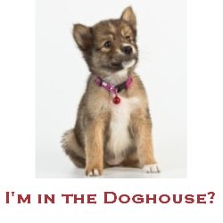 dog runs out of house