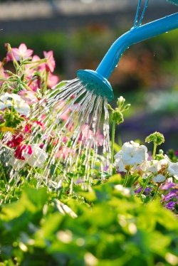 watering can