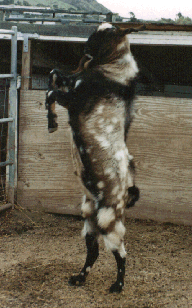 nubian goat