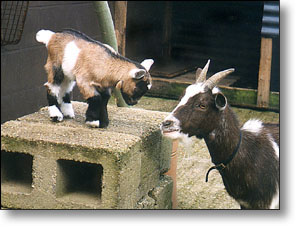 Pygmy Goats