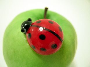 ladybug or ladybird