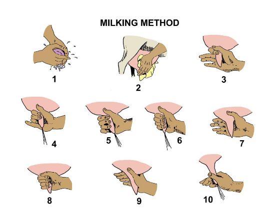 how to milk a goat