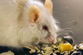 Rats and Mice as Pets for Kids to have