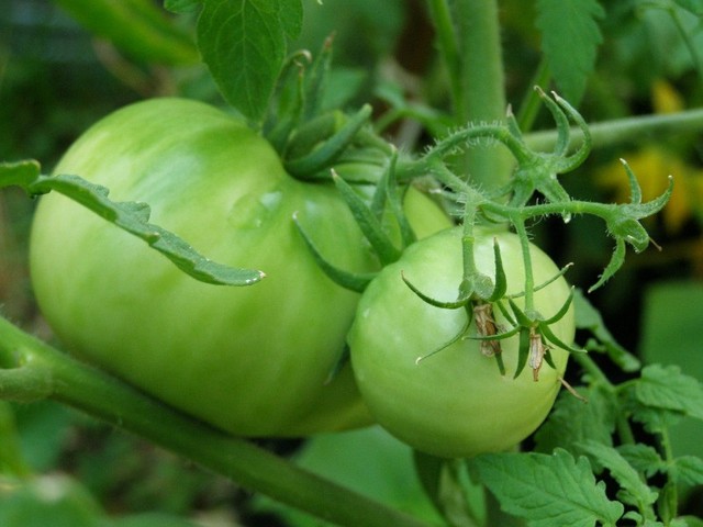 how to grow tomatoes